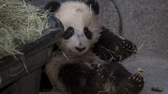 Bears baby animals panda bears