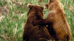 Bears cubs