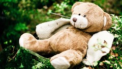 Bears forests teddy bears toys (children)