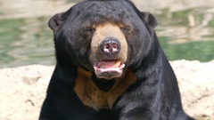 Bears grizzlies Wild nature