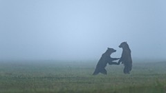 Bears mist