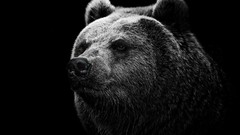 Bears monochrome