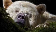 Bears national geographic