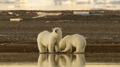 Bears polar white Wild