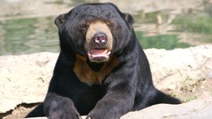 Bears sun bear Animals