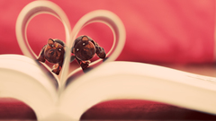 Bears Toys Book photography