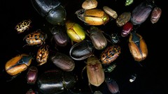 Beatles high Music and