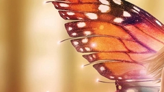 Beautiful fairy butterfly wings
