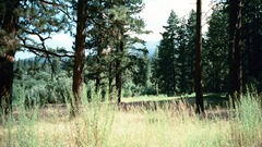 Beautiful forest nature widescreen