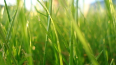 Beautiful light Green grass