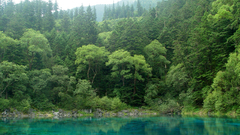 Beautiful nature forest Lake