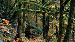 Beautiful nature moss forests