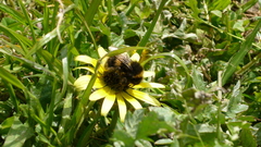 Bee grass flower beautiful