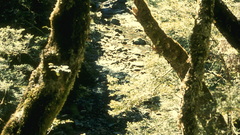 Beech forests leslie river