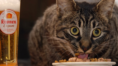 Beers cats