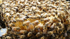 Bees