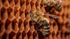 bees Animals macro insect