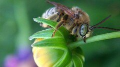 bees Flowers insect Animals Plants