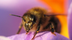 Bees insect api abeilles