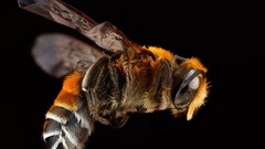 Bees insects black background