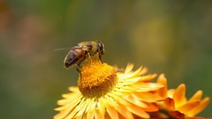 Bees insects depth of field