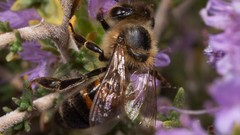 Bees insects hymenopthera