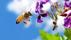Bees insects purple flowers