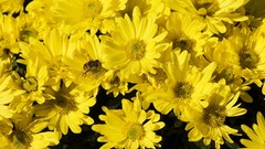 Bees insects yellow flowers