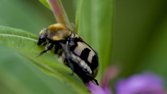 Bees macro insect api