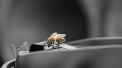 Bees starbucks selective coloring coffee cups