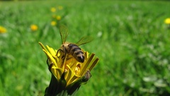 Bees summer-days api abeilles