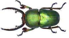 Beetle