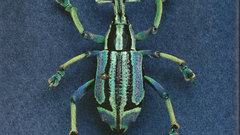Beetle high insect