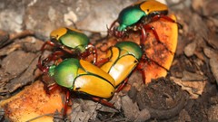 Beetle jade buffalo