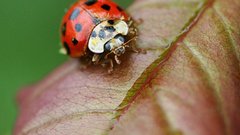 Beetle ladybug insects bugs