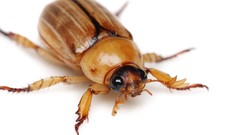 Beetle Simple Background