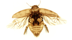 Beetlemaster clean Up high