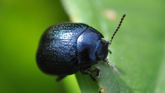 Beetles
