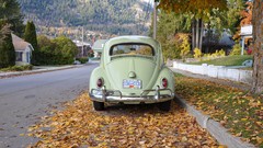 Beetles Bug Volkswagen vosvos