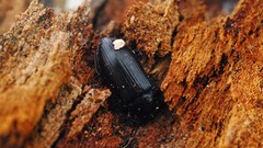 Beetles bugs Beatless nature