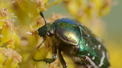 Beetles iridescence