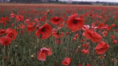 Belgium high nature field