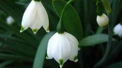 Bell snowdrops