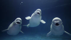 Beluga whales