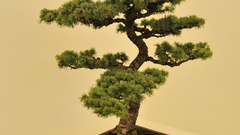 Ben oki Bonsai by