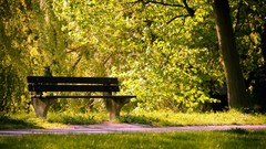Bench