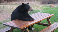 Bench Bears