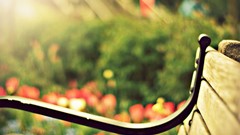 Bench bokeh sunlight