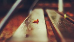 Bench fallen leaves depth of field