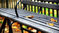 bench fallen leaves fall leaves